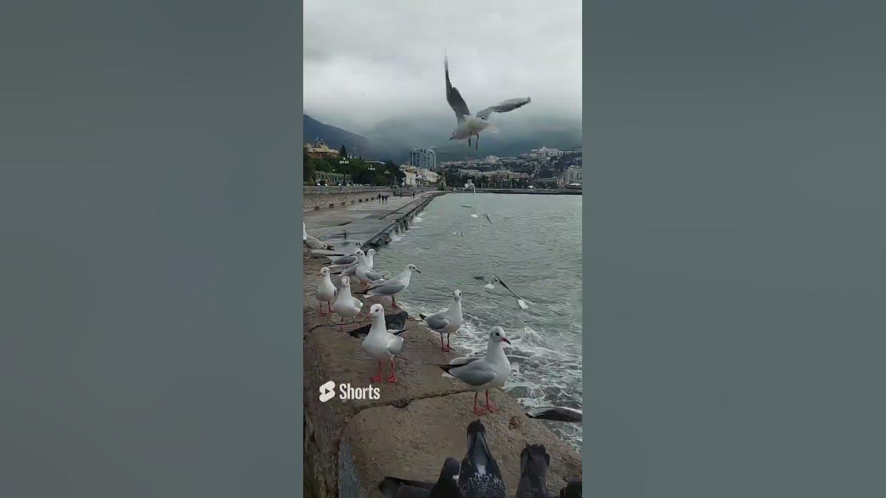 Нэнси Ялта море Чайка