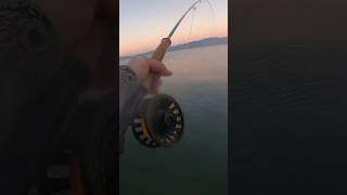 Feisty cutthroat at Pyramid Lake cutthroat fishing fish pyramidlake flyfishing shorts