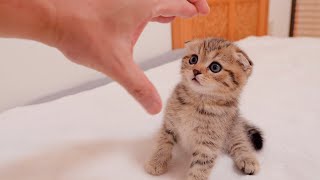 The kitten that fights back when provoked is so cute