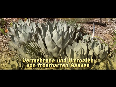 Video: Frostharte Sternbergie