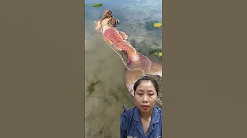 nàng tiên cá bị mắc lưới