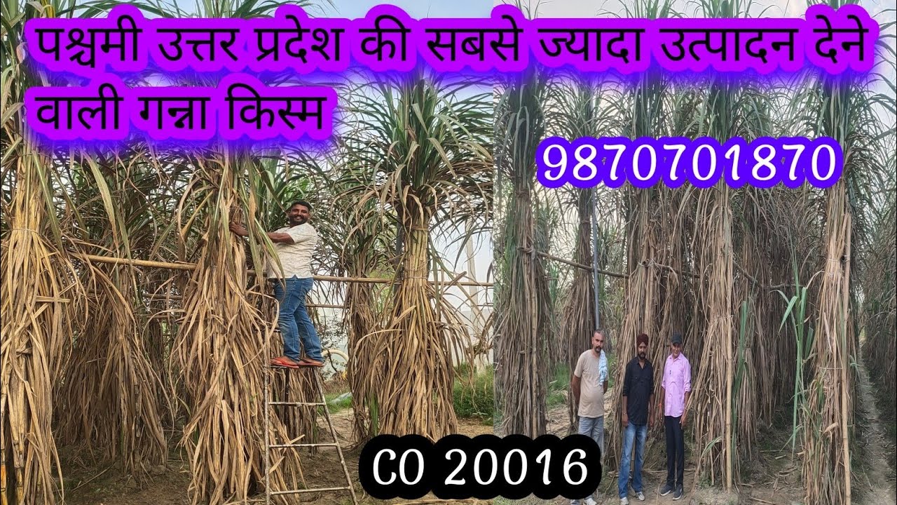 CO 20016 🔥🔥 अब तक की सबसे तूफानी गन्ना किस्म, किसानों का करेगी बेड़ा पार