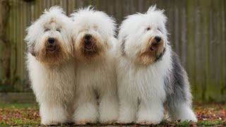 Famous Old English Sheepdogs in Pop Culture