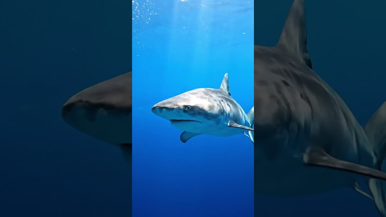 Why Sharks Never Stop Swimming 🦈 🐾 | #Shorts #WildAnimalFact