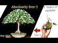 How to make a bonsai tree  absolutely free