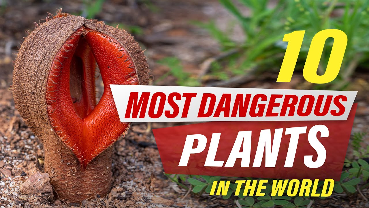 Top ten most dangerous plants in the world - YouTube