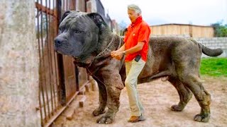 20 Biggest Guard Dogs In The World