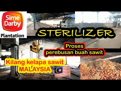 Proses perebusan sawit || sterilizer || kilang kelapa sawit|| sime darby