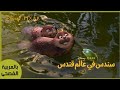 ما هي قواعد البركة سندس في عالم قندس