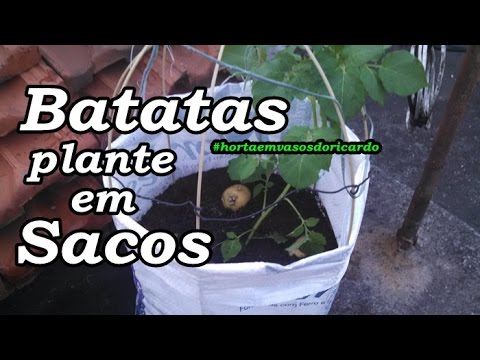 Vídeo: Variedade De Batata Lorkh, Descrição, Características E Análises, Bem Como Características De Cultivo