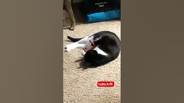Cat rolling on CatNip #catshorts #funnycats