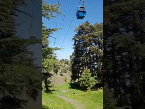 الشريعة البليدة 