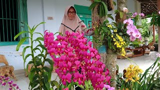 Extraordinary!! Mamik's orchid, which is fertile and diligent in blooming