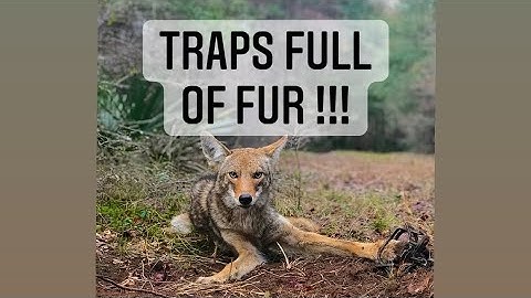 Coyote trapping - fox trapping - bobcat trapping ... checking traps!