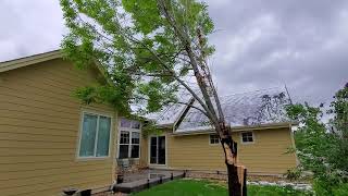 Structural Tree Defect Leads to Failure