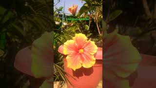 ?Hibiscus flowers plants ?(Hawaiian Sunset) Hibiscus flowers Garden ? So Beautiful flower ? like ?❤️