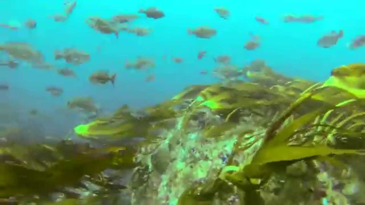 Diving Bellows Rock, Anvil Rock and Rocky Bank off Cape Point