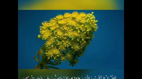 💙سورة الفجر 💙بصوت خاشع ومريح