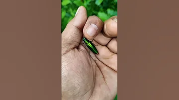 It Is The Smaller Shiny Jewel Beetle Part 2 B Asmreating 