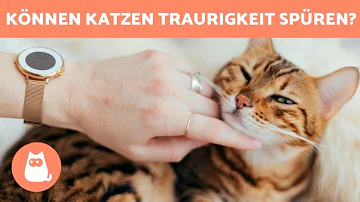 Können Katzen merken dass man sie liebt?