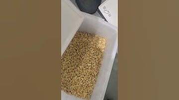 Anysort MK sorting fried peanuts