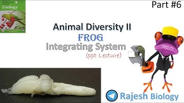 Frog | Integrating System of Frog | Animal Diversity II | part #6  | Rajesh Biology