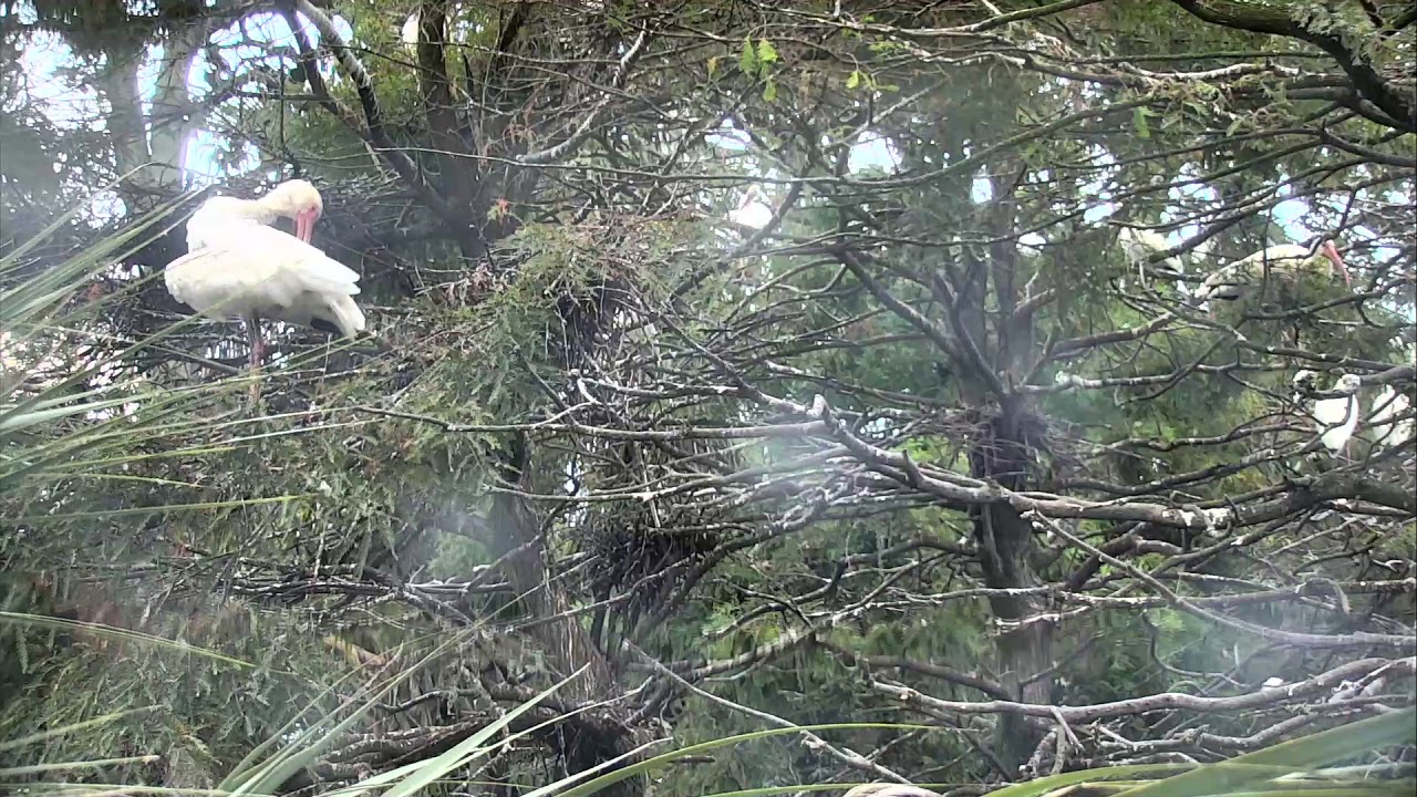video phone beyonce mp3 Alligator Swamp and Spoonbills Cam 09-24-2018 04:14:44 - 05:14:45