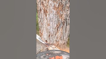 Chunking Down White Oak Tree With A STIHL MS 500i #treelife #arborist #lumberjack #stihl