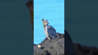 蓝鹭吃比目鱼，太扁，不好吞。#奇妙的动物 #鸟类实拍 #野生鸟类摄影