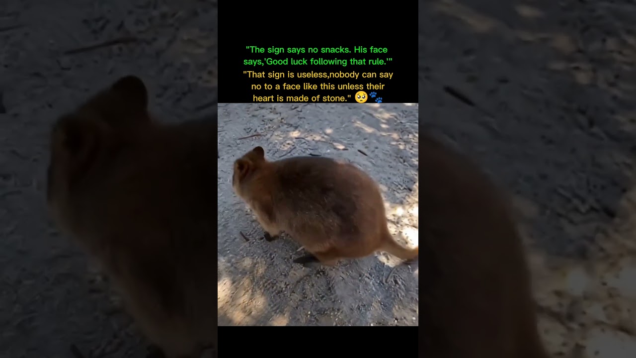 "The sign is fighting for its life against those adorable puppy eyes." 😭🤣