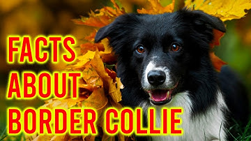 10 Facts About The Border Collie Dog Breed/ Amazing Dogs