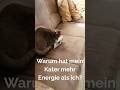 Warum hat meine Katze mehr Energie als ich?
