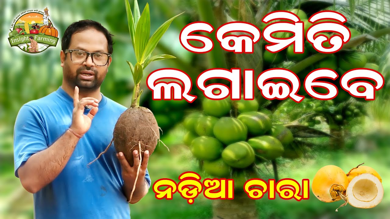 Coconut Farming|Major precautions before planting a dwarf veriety or native variety coconut plant.