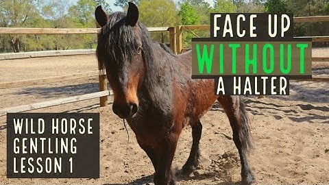 Face Up | Wild Horse Gentling | Lesson 1