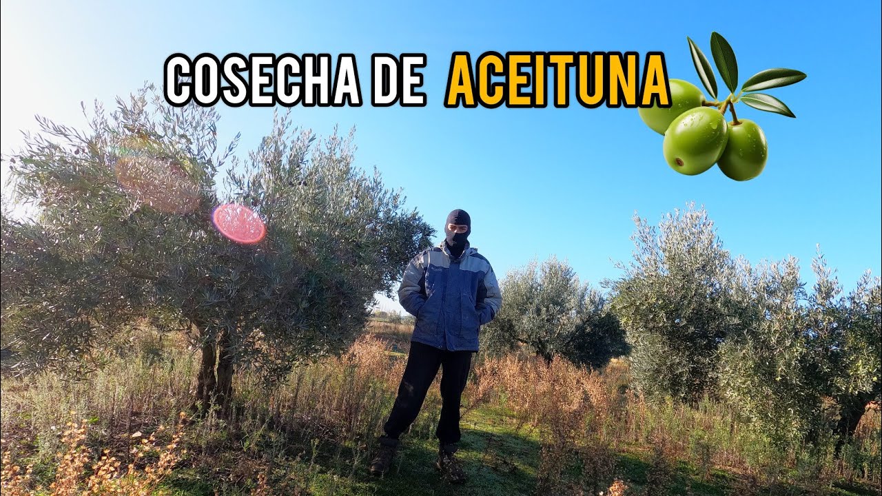 Vareando olivos 🫒 Empieza la recogida de la aceituna
