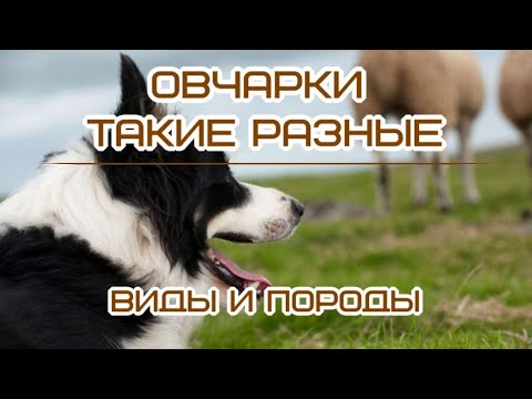 Овчарки Такие разные Виды и породы Sheepdogs Such different Species and breeds