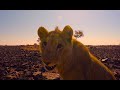 George&#39;s Recovery | The Lion Whisperer