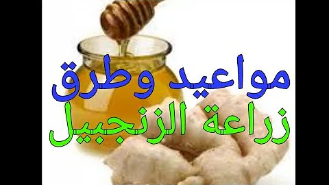 مشروع طريقة وكيفية زراعة الزنجبيل