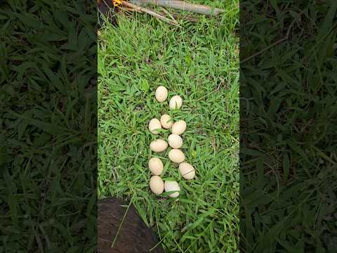 🌾 Countryside chicken eggs #asmr #rurallife