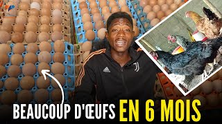 Partie 09 : 3 STRATEGIES pour UTILISER LE POULET GOLIATH comme LES POULES PONDEUSES (élevage poulet)