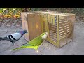 How to Building Card bored Parrot bird trap