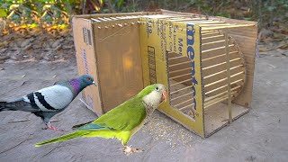 How to Building Card bored Parrot bird trap