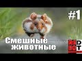 Смешные животные #1 Видео приколы с животными 2018