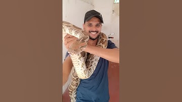 PYTHON ATTACK🇱🇰 | #shorts #shortsvideo #shortsfeed #viral #srilanka #python #cobraattack #animals