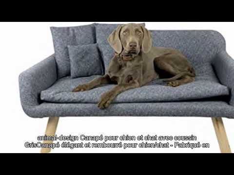 Vidéo: Canapé moderne avec coussins pour chien