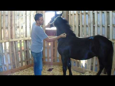 Βίντεο: Βακτηριακή ασθένεια που προκαλεί διάρροια στα άλογα