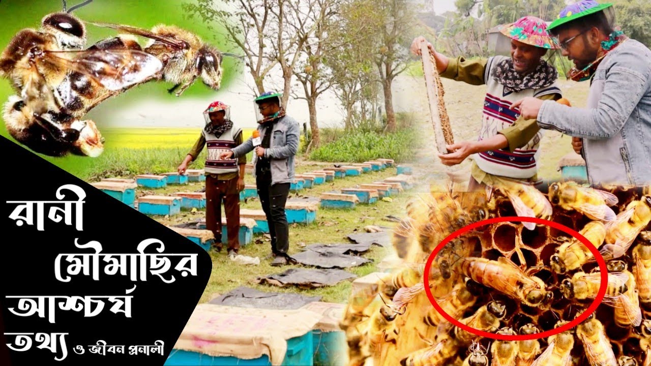 মৌমাছির রহস্যময় জীবন চক্র। রানী মৌমাছির আশ্চর্য তথ্য  কিভাবে মধু সংগ্রহ করেLife cycle of bee Moumasi