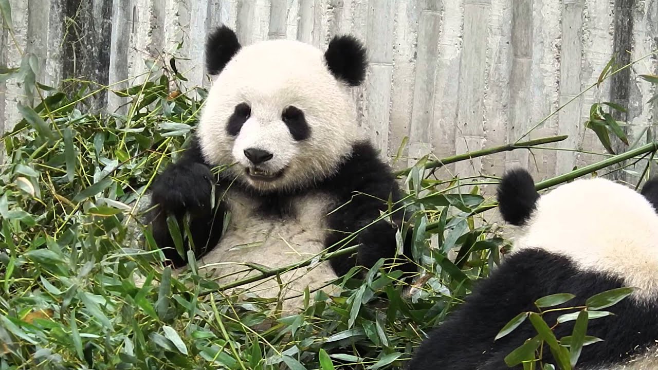 Giant Panda Meng Meng Eating Bamboo Salad - YouTube