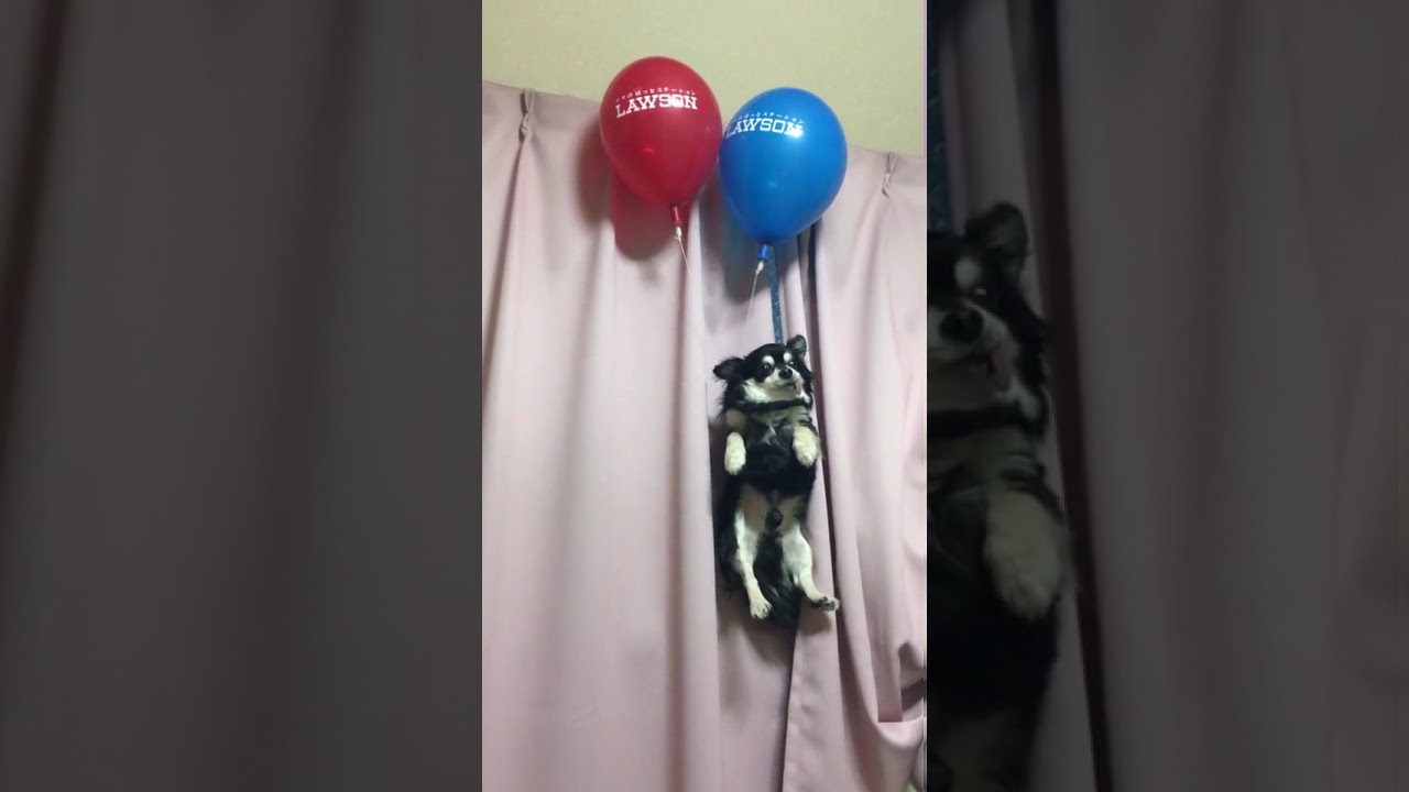 空飛ぶ犬 Youtube 空飛ぶ犬 Youtube
