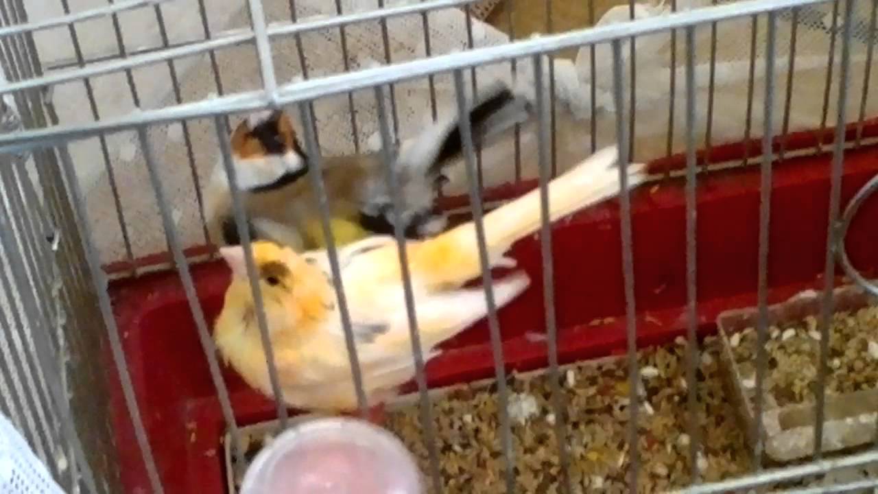 تزاوج حسون مع كناري